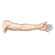 arm