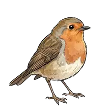 bird