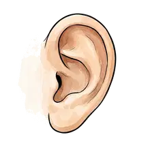 ear
