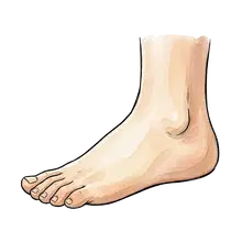 foot