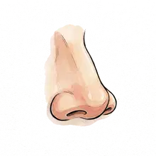 nose