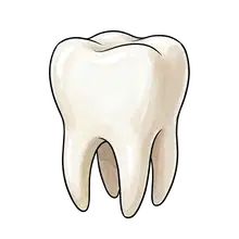 tooth
