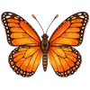 Schmetterling; der Name des Katers im Kurs