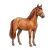 horse; also speech