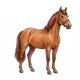 horse; also speech