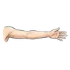 Arm