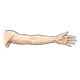 Arm