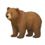 bear