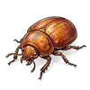 beetle