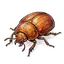 beetle