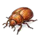 beetle