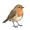 Vogel