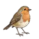 Vogel