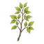 branch