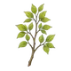 branch