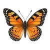 Schmetterling; der Name des Katers im Kurs