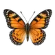 Schmetterling; der Name des Katers im Kurs
