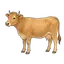 Kuh