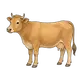 Kuh