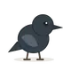 Krähe