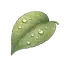 Tau