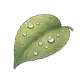 dew
