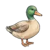 Ente