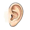 Ohr