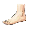 foot