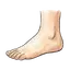 foot