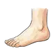 foot