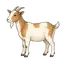 Zicklein