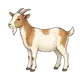goat