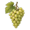 Trauben