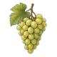 Trauben