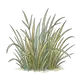 grass