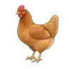hen