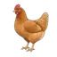 hen