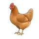 hen
