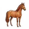 horses