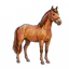 horses