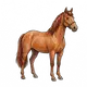 Pferd; auch Sprache