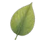 Blatt