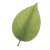 Blatt