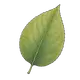 Blatt