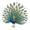 peacock