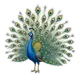 peacock