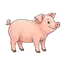 Schwein