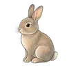 rabbit