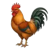 rooster